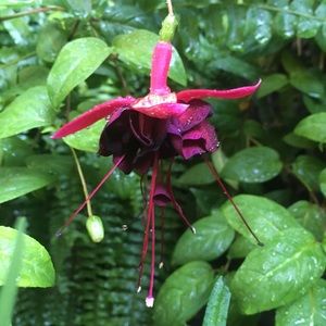 Meet your Posher, Ella